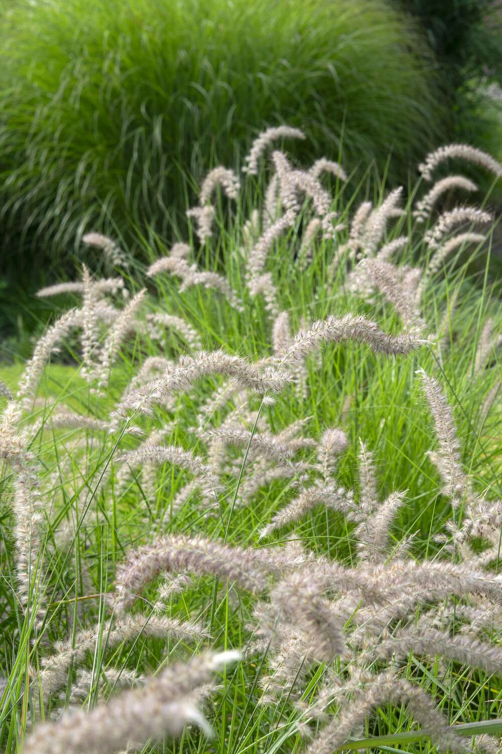 Lampepudsergræs 'Flamingo'